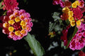 740025 Yellow And Pink Flower Heads A4 Photo Print