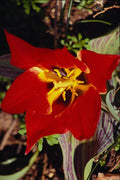 740026 Dwarf Tulip A4 Photo Print
