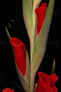 740027 Gladiola A4 Photo Print