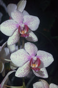 740029 Orchid, Phalaenopsis hybrid (musterlandstern) A4 Photo Print