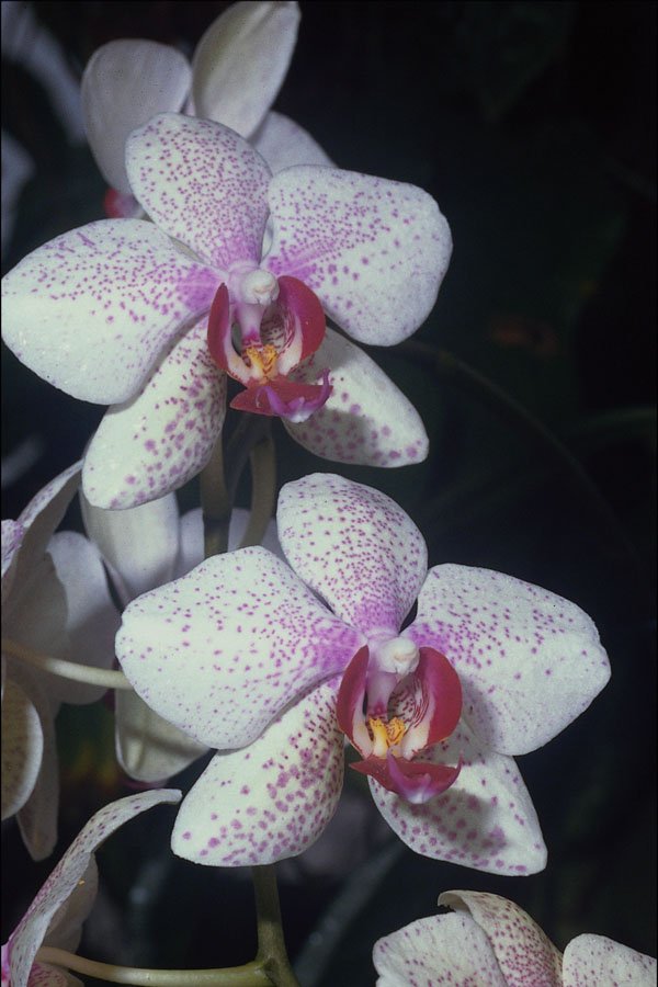 740029 Orchid, Phalaenopsis hybrid (musterlandstern) A4 Photo Print