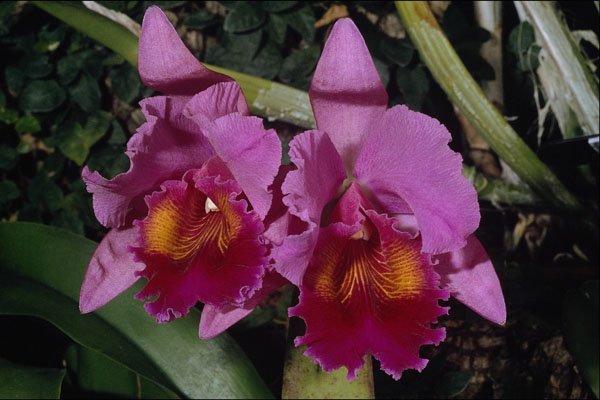 740030 Orchid, Cattleya hybrid (b C Loosdrecht) A4 Photo Print