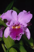 740032 Orchid, Cattleya Trianae (b C Michaelangelo) A4 Photo Print