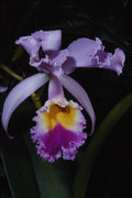 740033 Orchid, Cattleya Trianae (columbia) A4 Photo Print