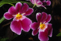 740034 Orchid, Mitonia hybrid (franz Wichmann X Brigadier) A4 Photo Print