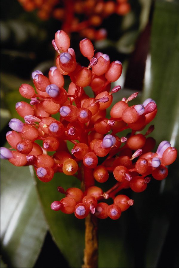 740035 Aechmea Miniata, Bromeliaceae A4 Photo Print