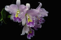 740036 Orchid, Cattleya (ariel X Labiata) A4 Photo Print