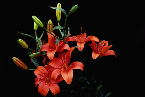 740038 Spring Lily, Firecracker A4 Photo Print