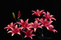 740039 Spring Lilies (Crete) A4 Photo Print