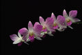 740040 Orchid Phalenopsis (Jean) A4 Photo Print