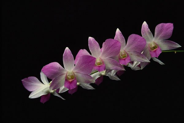 740040 Orchid Phalenopsis (Jean) A4 Photo Print