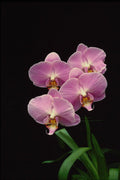 740041 Orchid Phalenopsis (Betty Hammond) A4 Photo Print