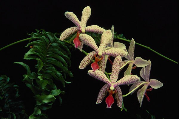 740042 Orchid Phalenopsis (Vivian) A4 Photo Print
