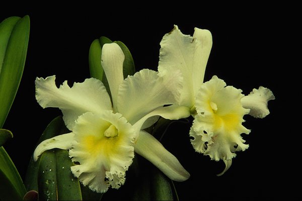 740043 Orchid Cattleya (Deesse Charles) A4 Photo Print