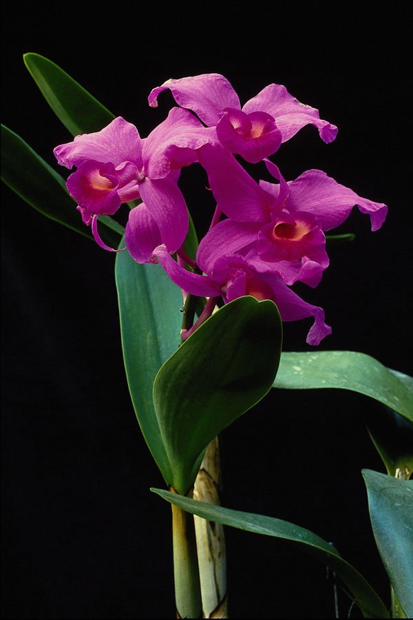 740044 Orchid Cattleya (Hailstorm Nilene) A4 Photo Print