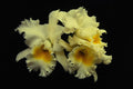 740045 Orchid Cattleya (Doug Johnson) A4 Photo Print