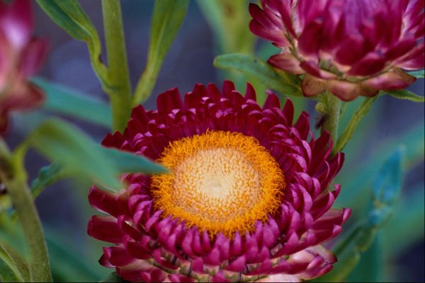 740046 Strawflower, Helichrysum Bracteatum A4 Photo Print