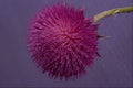 740047 Thistle In Bloom A4 Photo Print