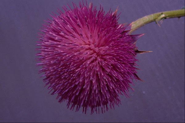 740047 Thistle In Bloom A4 Photo Print