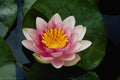 740048 Nymphaea Attraction, Red, Hardy Water Lily A4 Photo Print