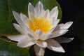 740049 Nymphaea Albida, White, Hardy Water Lily A4 Photo Print