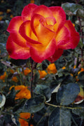 740050 Luminous Red And Yellow Rose With Raindrops A4 Photo Print