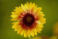 740051 Blanket Flower, Gaillardia Aristata A4 Photo Print