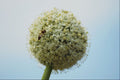 740052 Onion, Allium Cepa A4 Photo Print