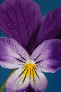 740053 Heartsease, Viola Tricolor A4 Photo Print