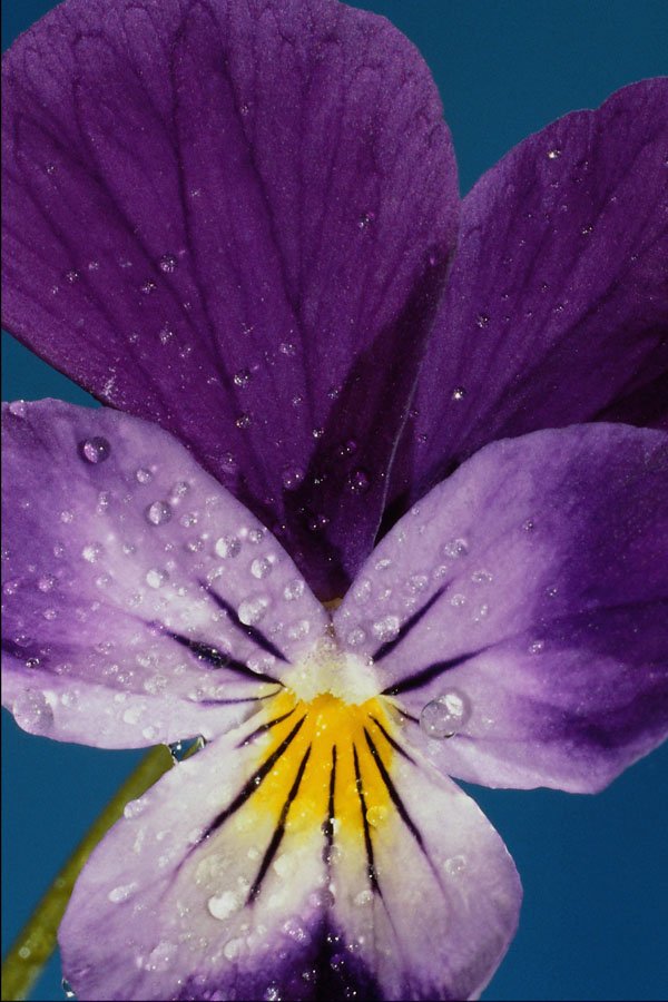740053 Heartsease, Viola Tricolor A4 Photo Print