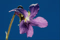 740054 Sweet Violet, Viola Odorata A4 Photo Print