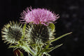 740055 Spear Thistle, Cirsium Vulgare A4 Photo Print