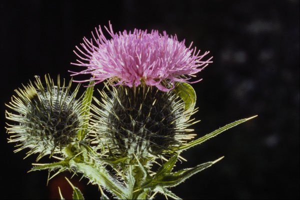 740055 Spear Thistle, Cirsium Vulgare A4 Photo Print