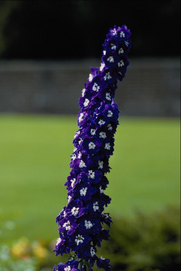 740056 Domestic Flower, Stratford, Ontario, Canada A4 Photo Print