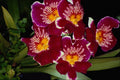 740057 Orchid, Miltonia Hybrid A4 Photo Print