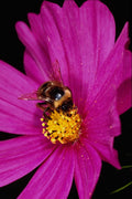 740058 Bumble Bee Gathering Pollen From Pink Flower A4 Photo Print