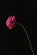 740059 Flower Close up A4 Photo Print