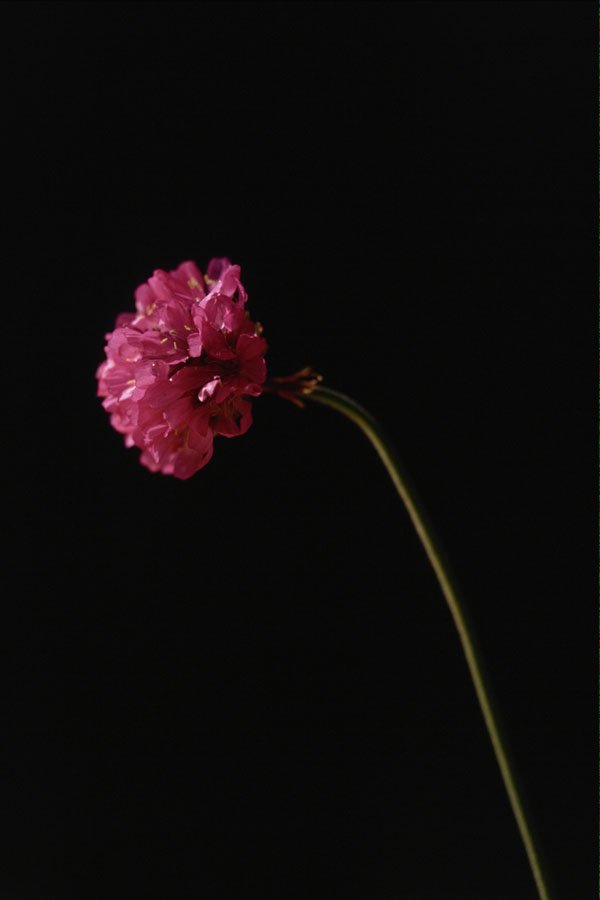 740059 Flower Close up A4 Photo Print
