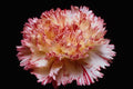 740060 Cream And Red Carnation A4 Photo Print