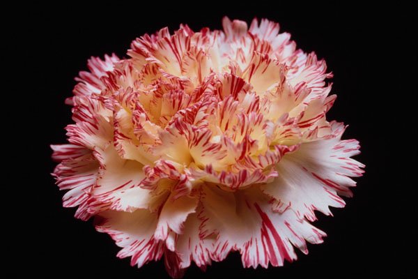 740060 Cream And Red Carnation A4 Photo Print
