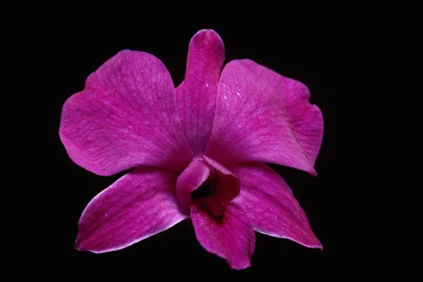 740061 Purple Dendrobium A4 Photo Print