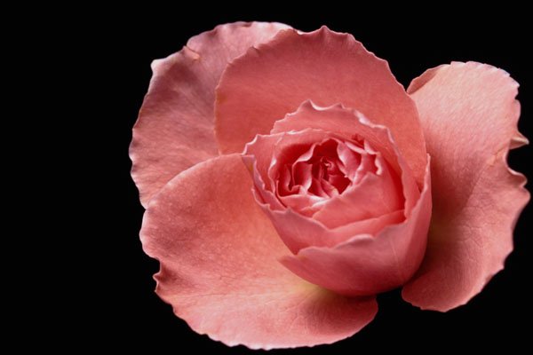 740062 Sonia Rose A4 Photo Print