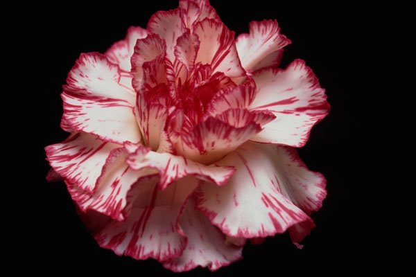 740063 Candy striped Carnation A4 Photo Print