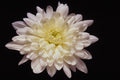 740064 White Chrysanthemum A4 Photo Print