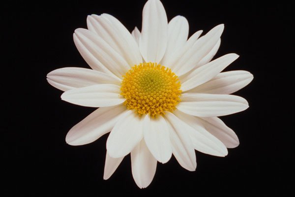 740065 White Daisy Chrysanthemum A4 Photo Print