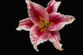 740066 Stargazer Lily A4 Photo Print