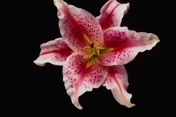 740066 Stargazer Lily A4 Photo Print