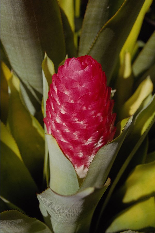 740067 Red Flower, Bromeliad Quesnelia From French Guyana A4 Photo Print