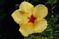 740068 Yellow Flower, Hybrid Hibiscus A4 Photo Print