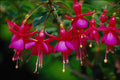 740069 Fuschias A4 Photo Print